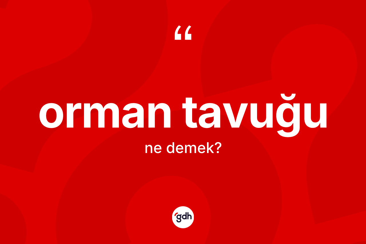 Orman tavuğu kelimesinin anlamı nedir? Orman tavuğunun halk arasındaki kullanımı nasıldır?
