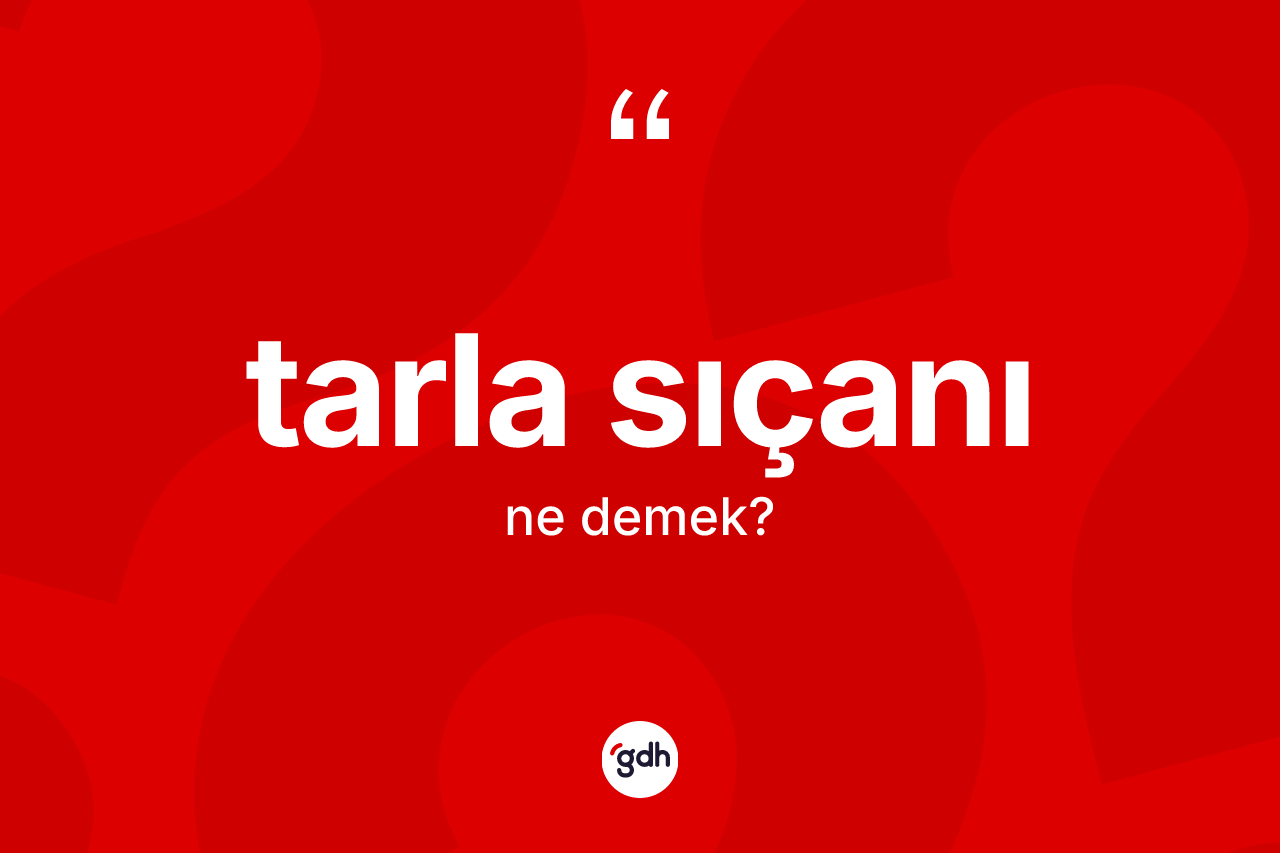 Tarla sıçanı nedir? Tarla sıçanının kısaca tanımı nedir?