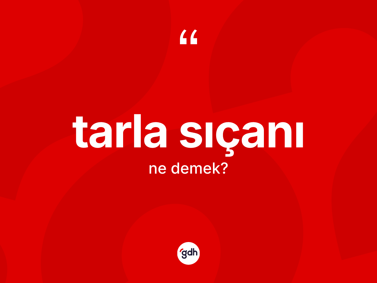 Tarla sıçanı nedir? Tarla sıçanının kısaca tanımı nedir?