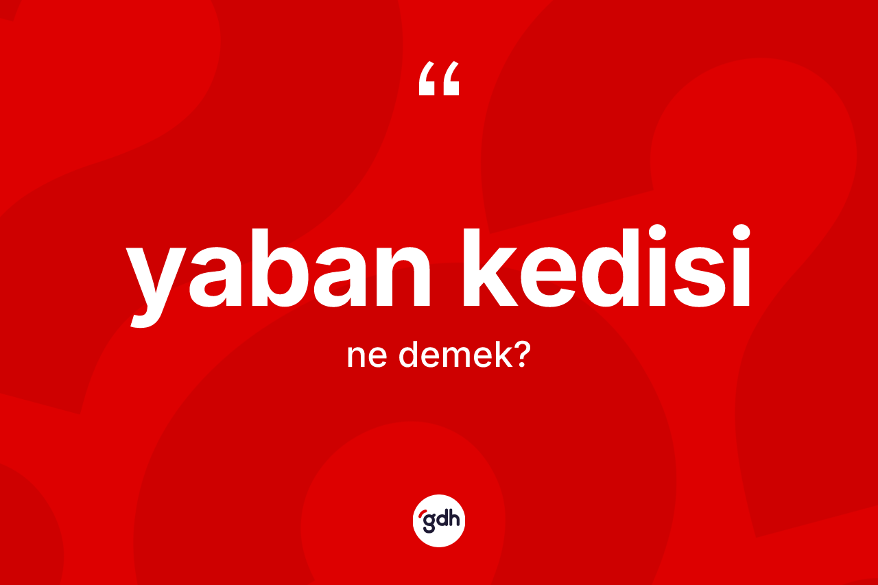 Yaban kedisi nedir? Yaban kedisinin TDK'ya göre anlamı nedir?