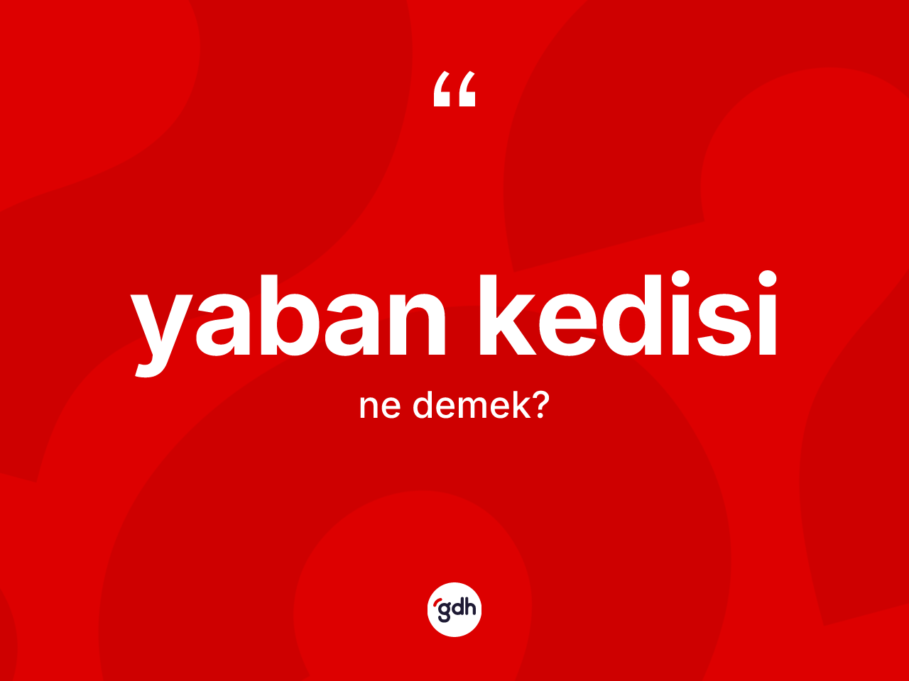 Yaban kedisi nedir? Yaban kedisinin TDK'ya göre anlamı nedir?